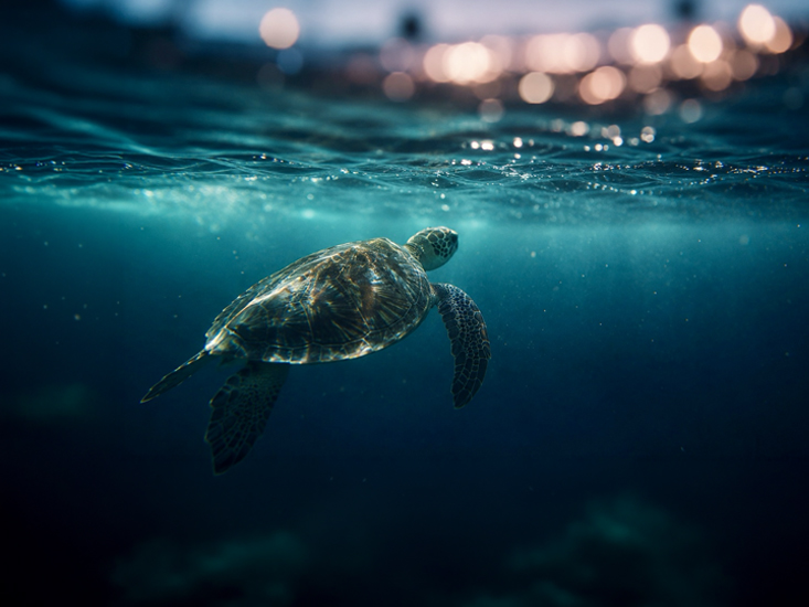 Sea turtle at Dihamri Marine Reserve Socotra